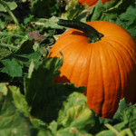 October Garden Tips