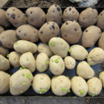 Seed Potatoes