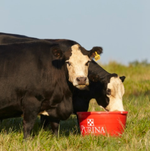 Cattle Mineral Program