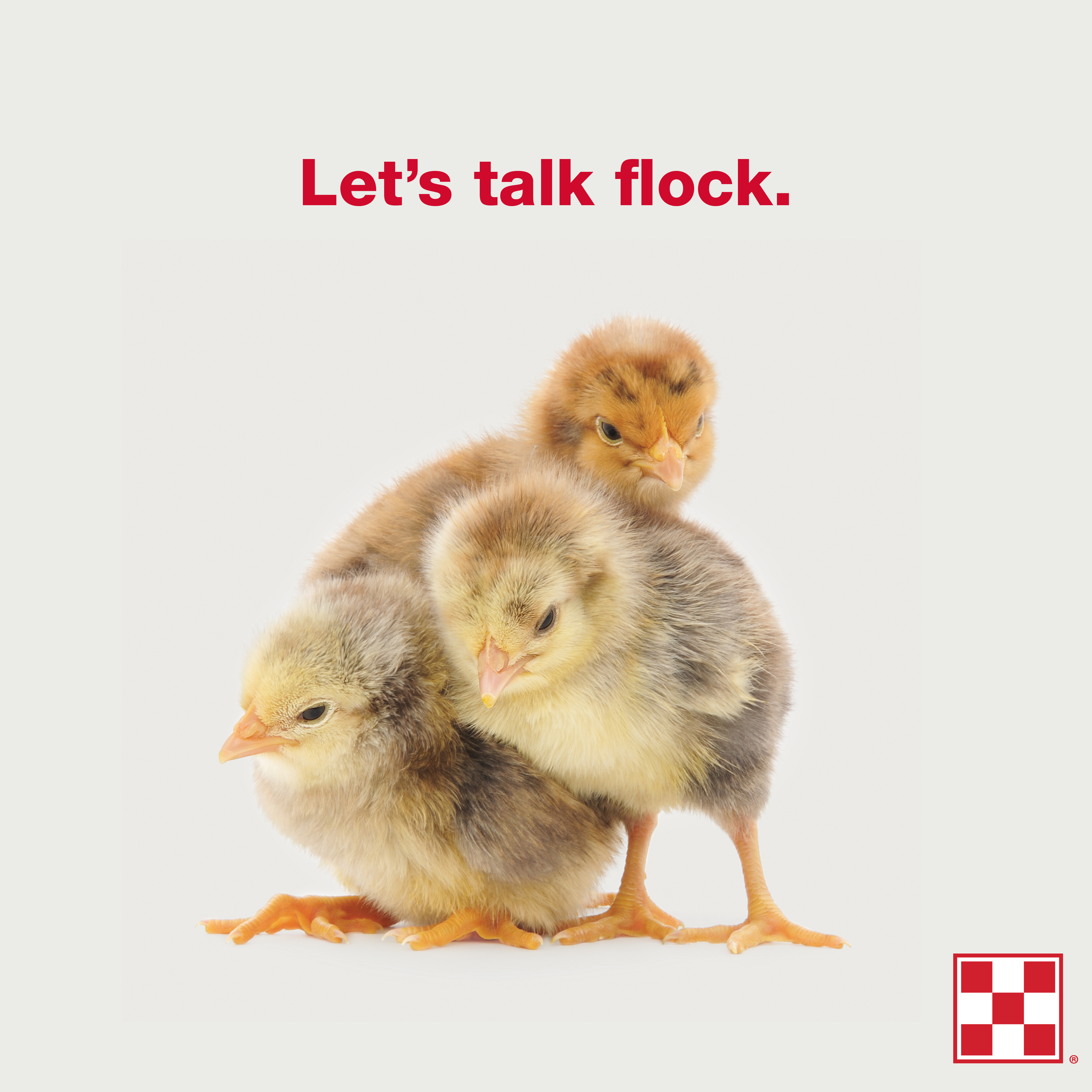 RSVP: Flock Talk at New Braunfels Feed