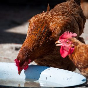 Chickens Drinking