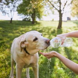 Protect Pets from Summer Heat. Dog drinking from water bottle.