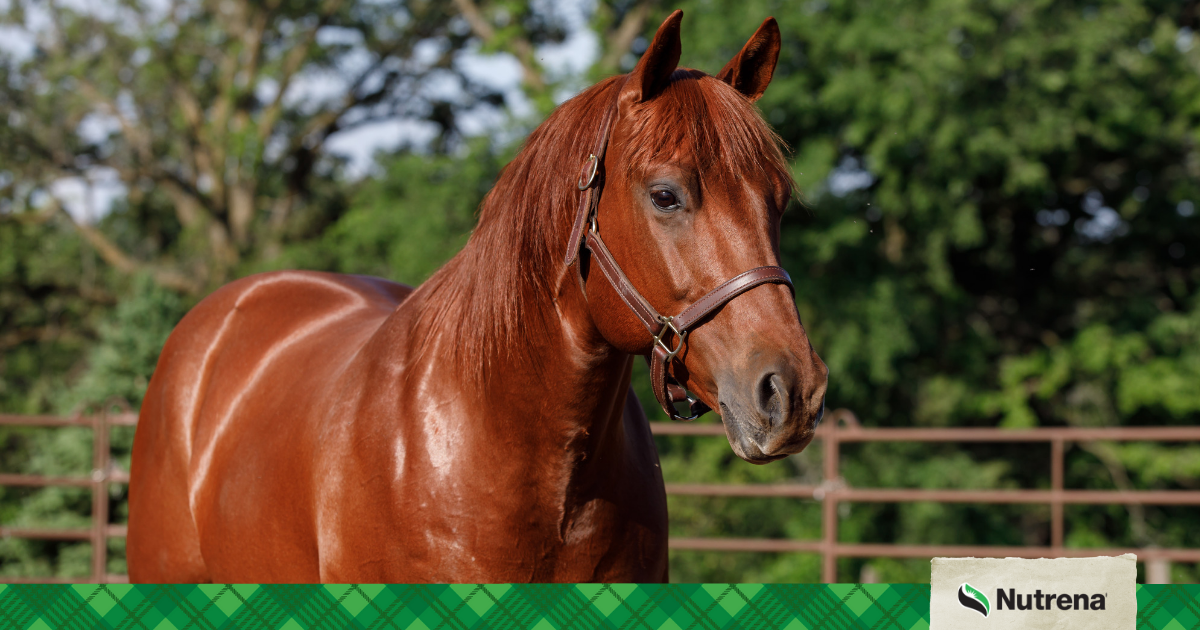 Signs of Heat Exhaustion in Horses 