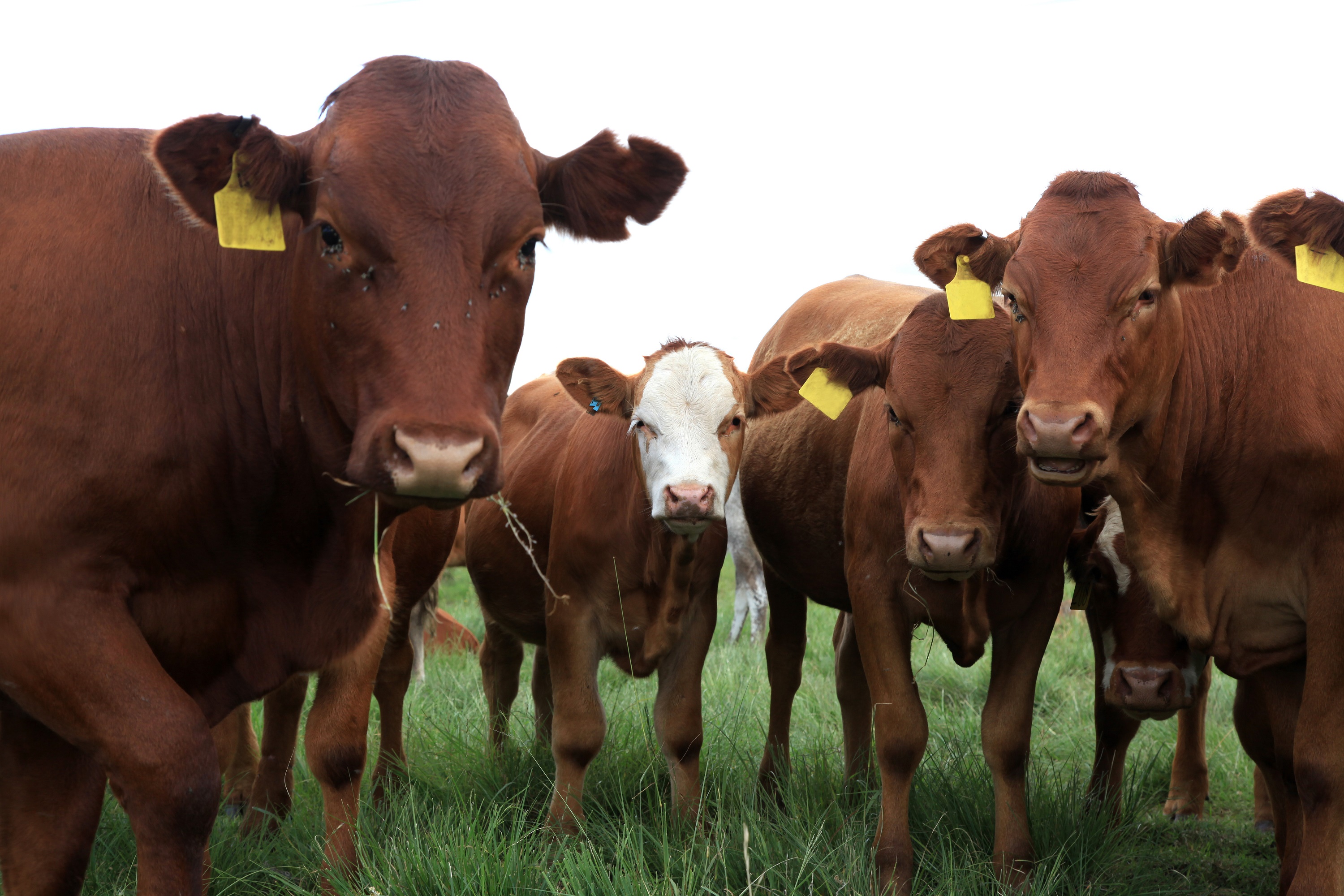 Summer Forage for Cattle