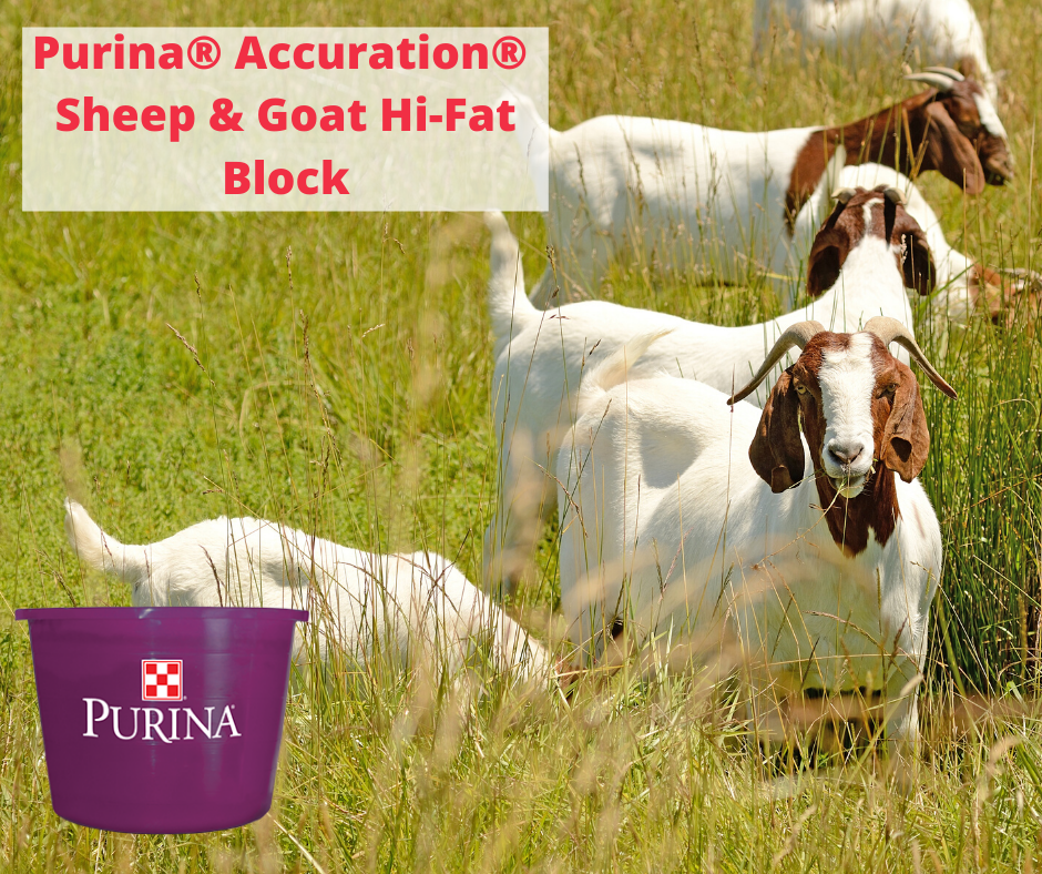 Sheep & Goat Hi-Fat Block