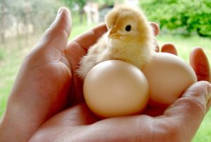 A person holding a baby chick and eggs in a hand