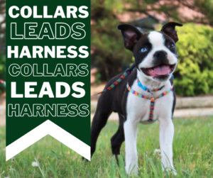 collars, leads, harnesses