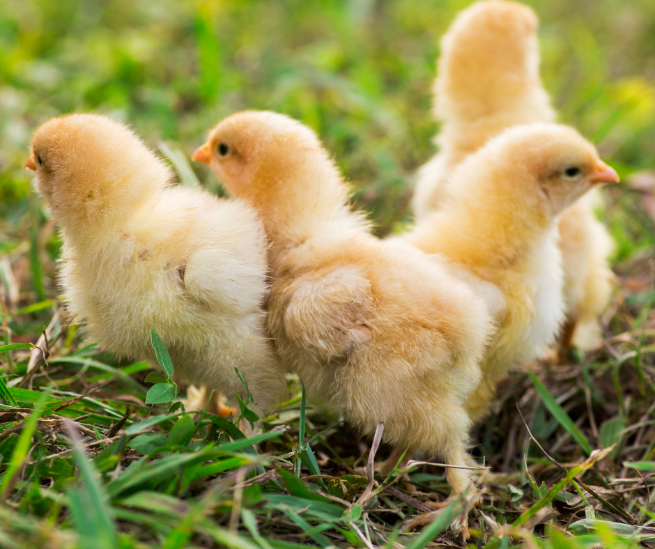 Buff Orpington Chicks