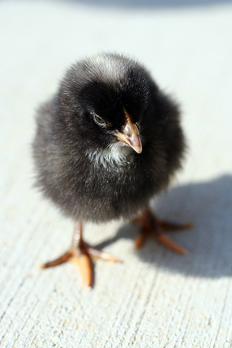 Barred Rock Chick