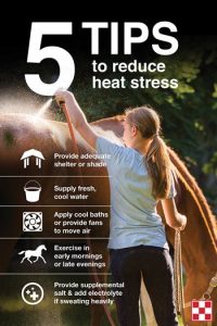 Tips on How to Keep Horses Cool in Hot Weather