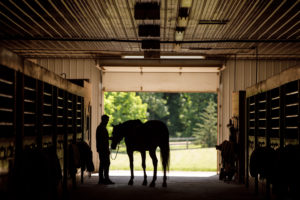 Performance Horse in the barn