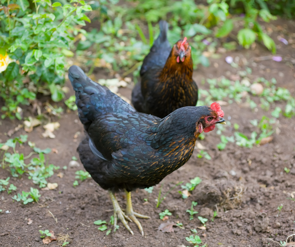 Blue Australorp