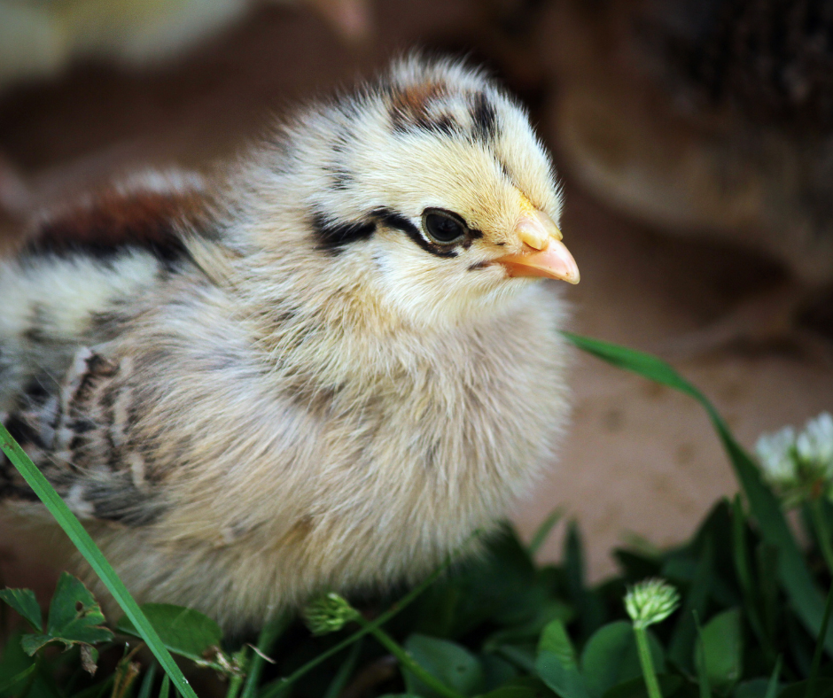 Easter Egger Chick