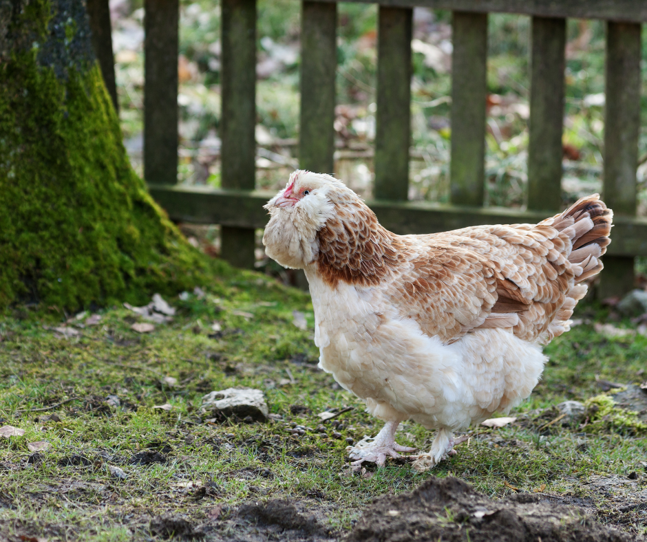 April 21st Chicks Arrive New Braunfels Feed & Supply