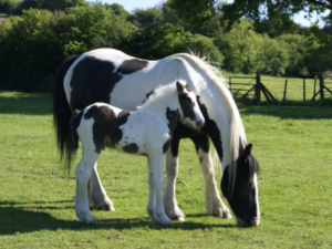 The Benefit of Fatty Acids on Mares. Mare and foal in green field.