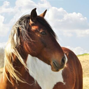 Forage Choices for Aged Horses