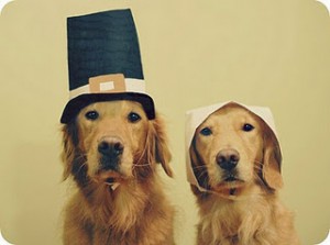 Thanksgiving Safety Tips for Pets