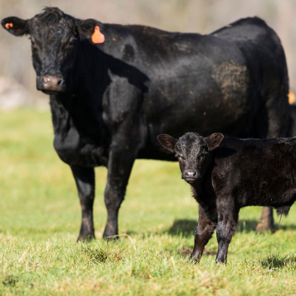 Cow and Calf during breeding season