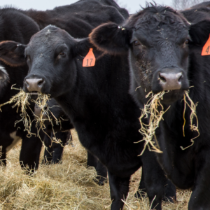 How to Reduce Hay Waste in Winter. Cows Eating Hay.
