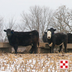 Feeding Cows in Winter