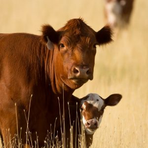 Common Agricultural Antibiotics Now Require Prescription. Cattle. Livestock.