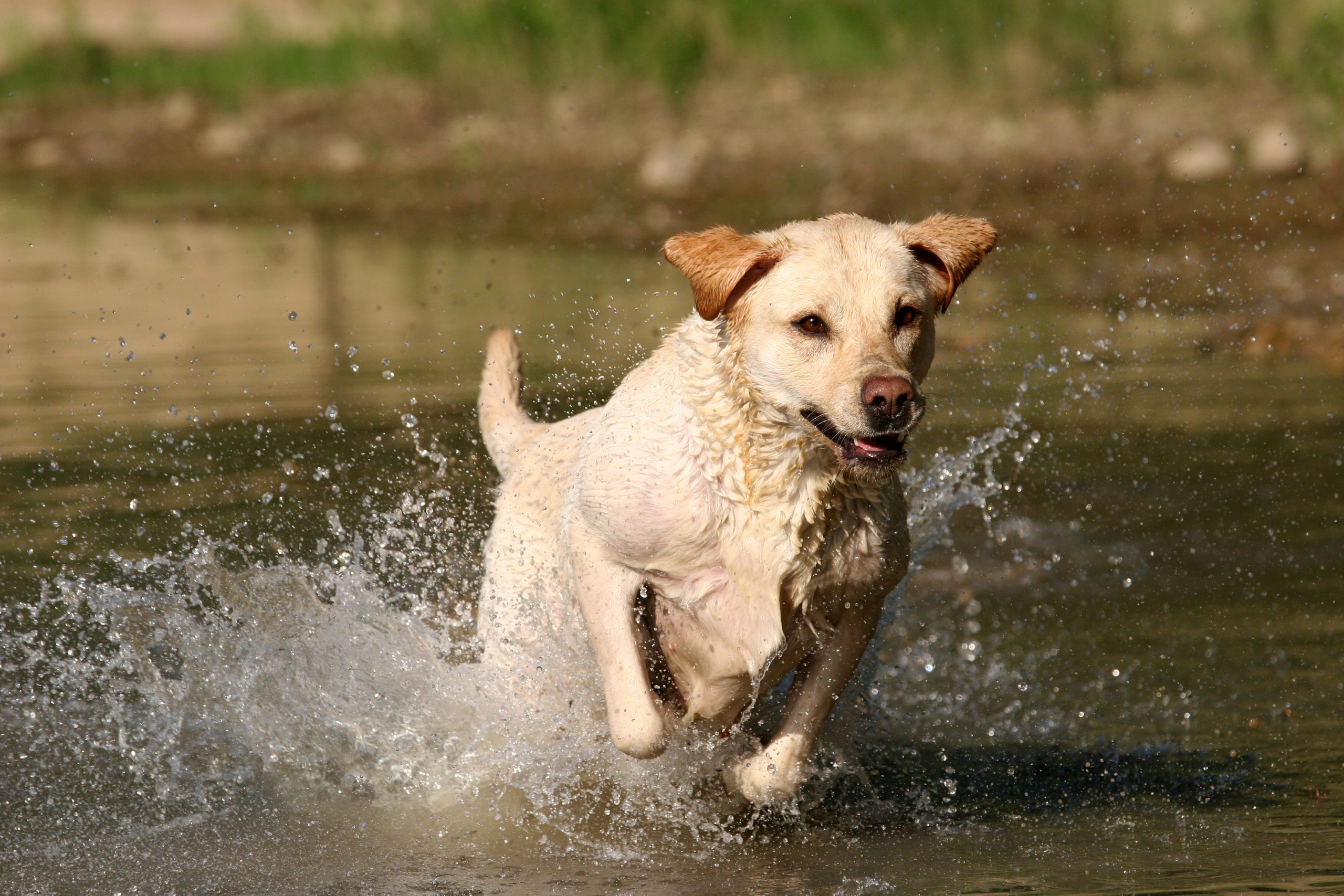 Hunting Safety Tips for Pets