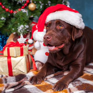 Lab under christmas tree with santa hat