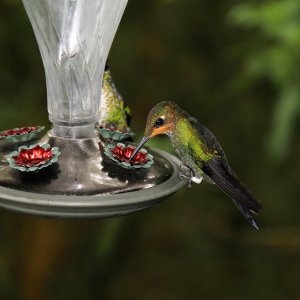 Hummingbird Feeding from Feeder