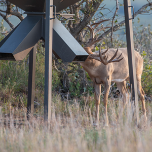 Training Deer to Eat from a Feeder